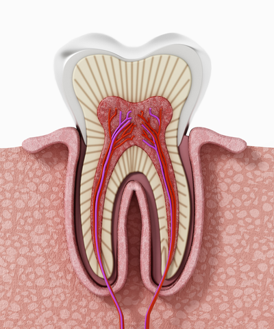 root canal therapy in white rock bc